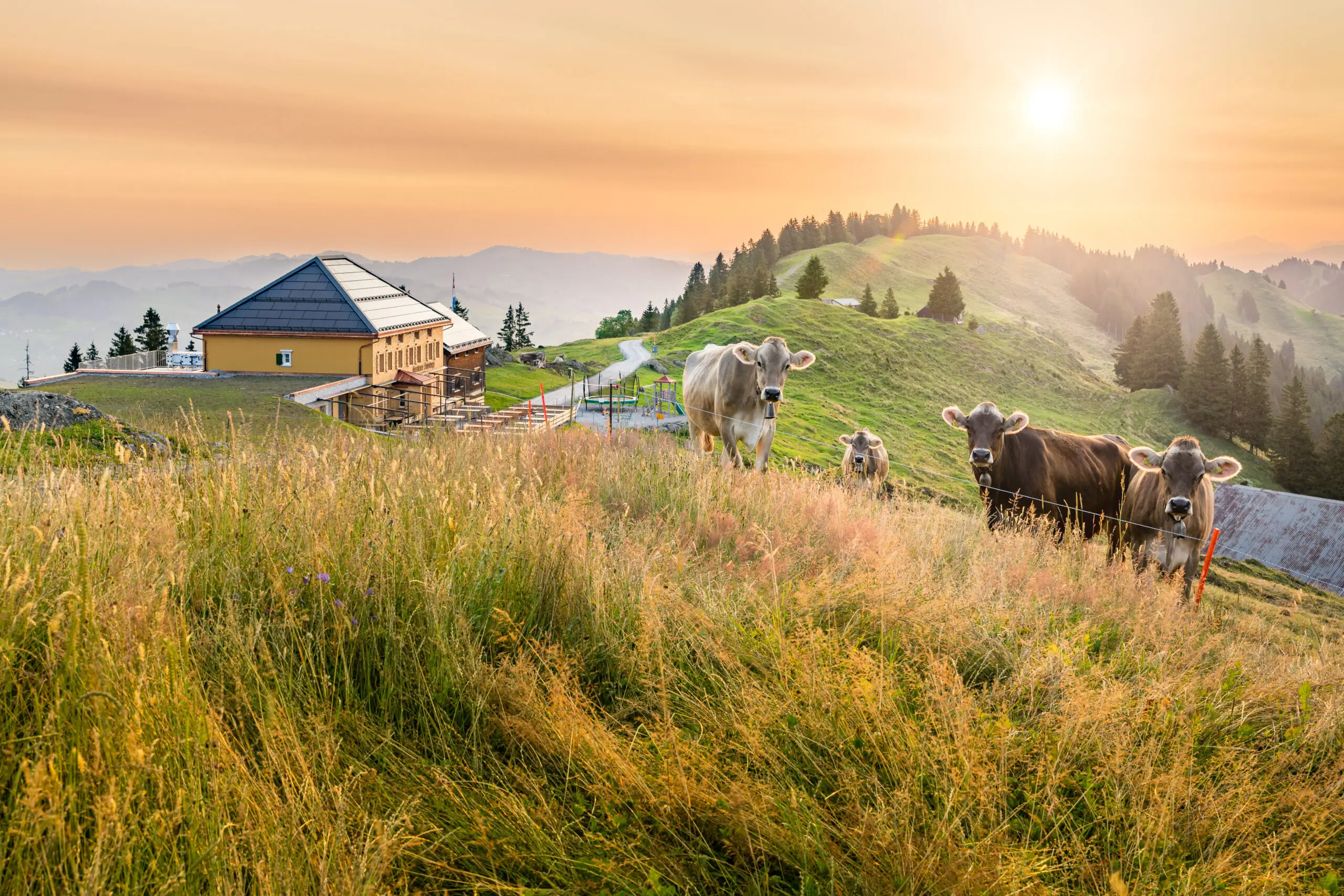 20230710-Scheidegg-32-scaled